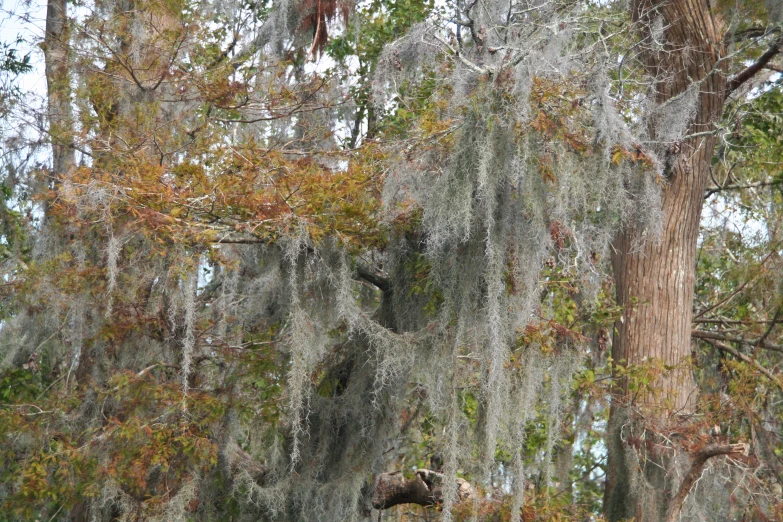 a giraffe standing under a lot of trees covered in moss