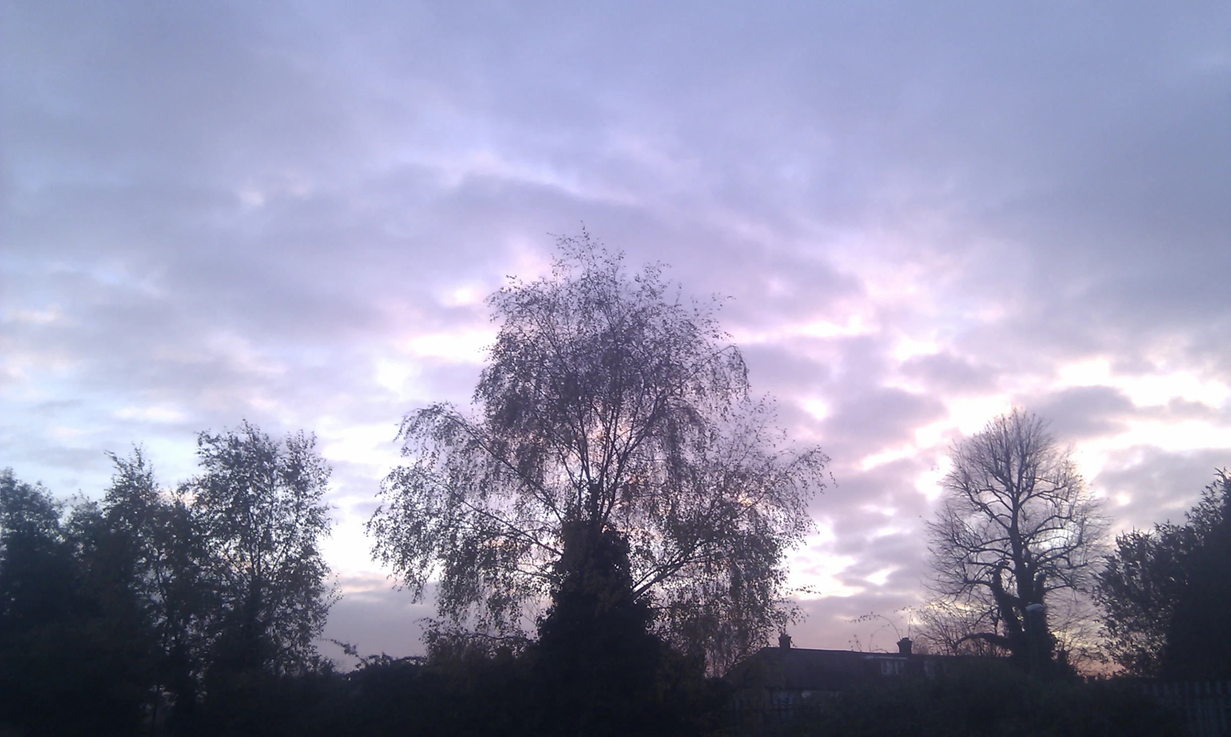 a very large tree in front of some clouds