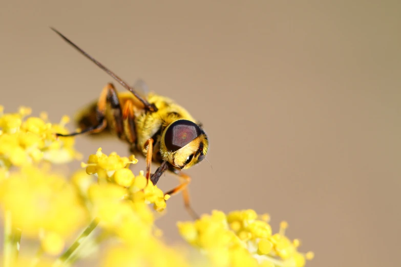 the flies are sitting on the yellow flowers