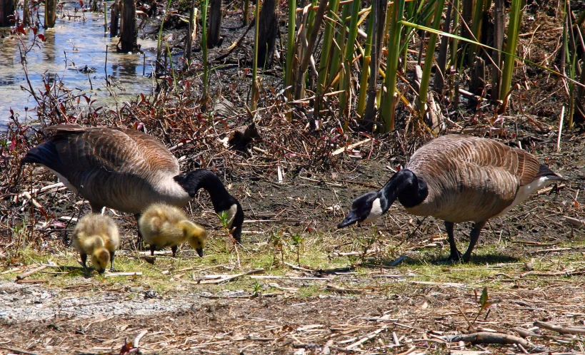 an adult bird and two baby birds grazing near a swamp