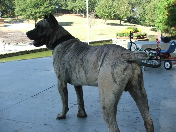 a large dog stands on cement, outside with its back turned to the camera
