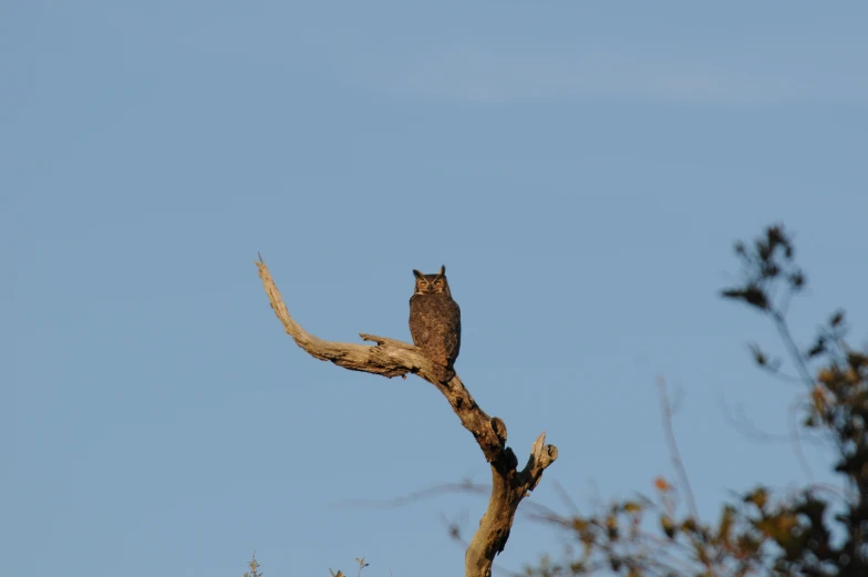 an owl perched on the top of a tree nch