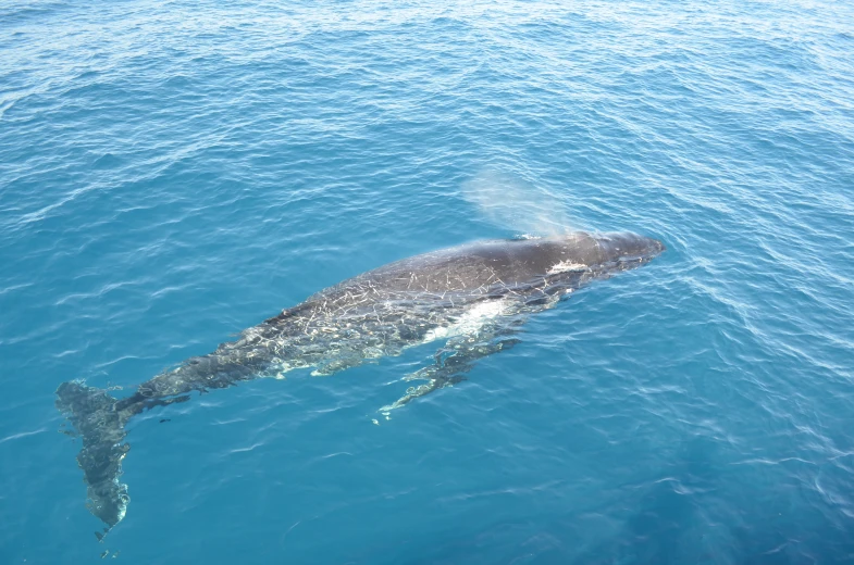 a large gray whale swimming in the ocean