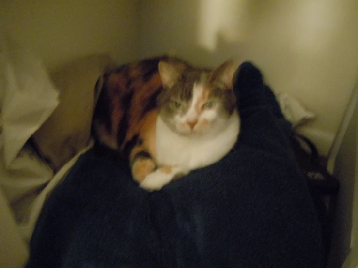 a cat laying on a black and white blanket