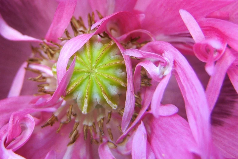 a pink flower with a green center sitting in a bouquet