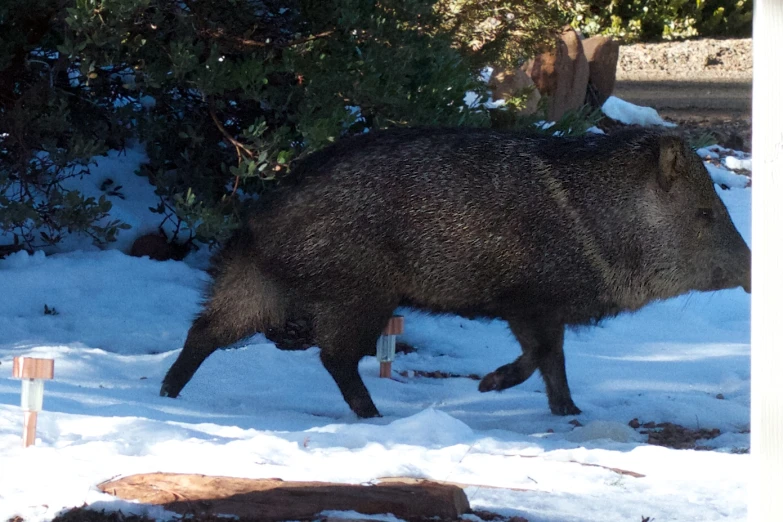 a black cow walking through some snow in a forest