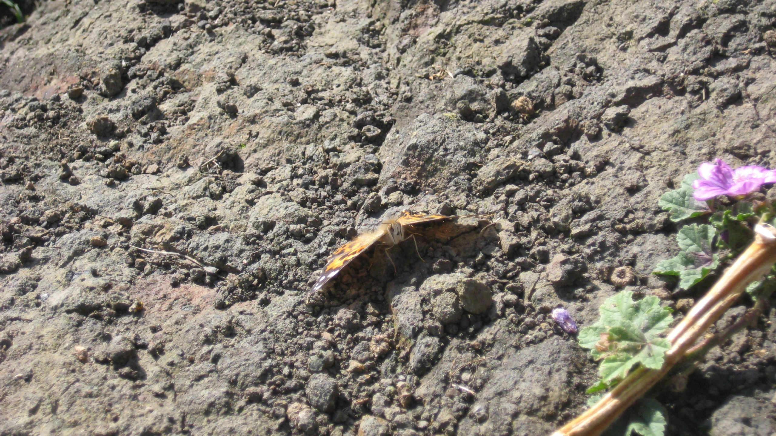 a erfly crawling on the ground next to flower