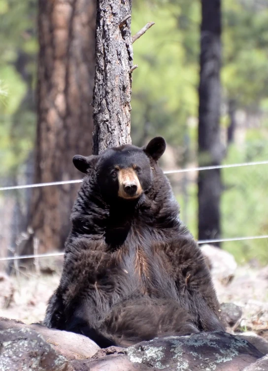 a black bear sitting on its back legs, by some tree