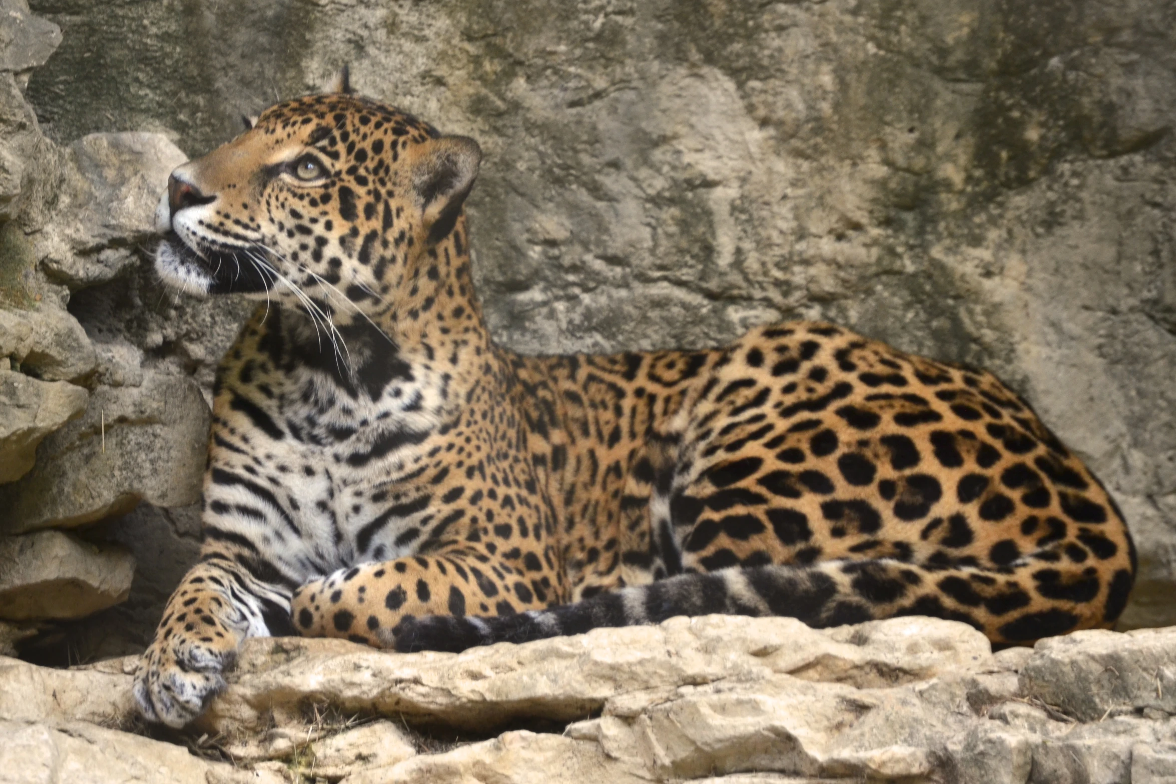 the leopard is sitting in the rocky area