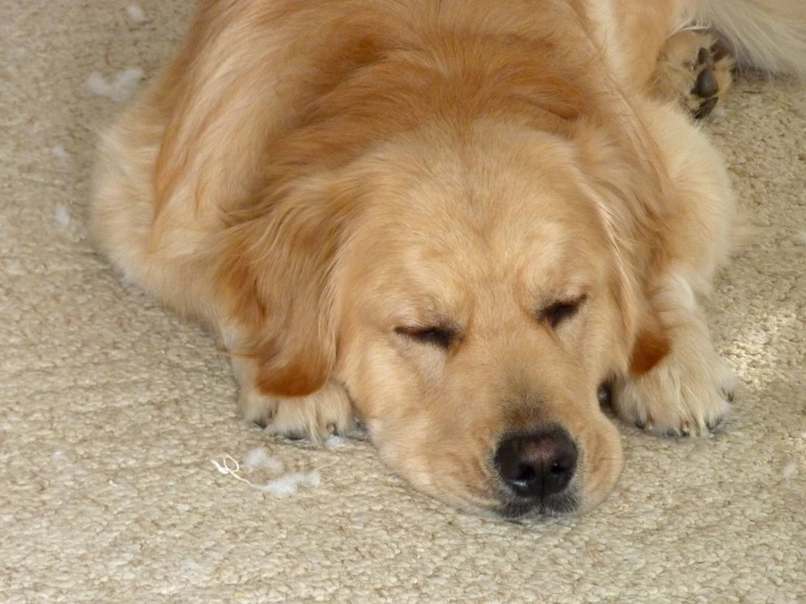 a dog that is laying down on the carpet