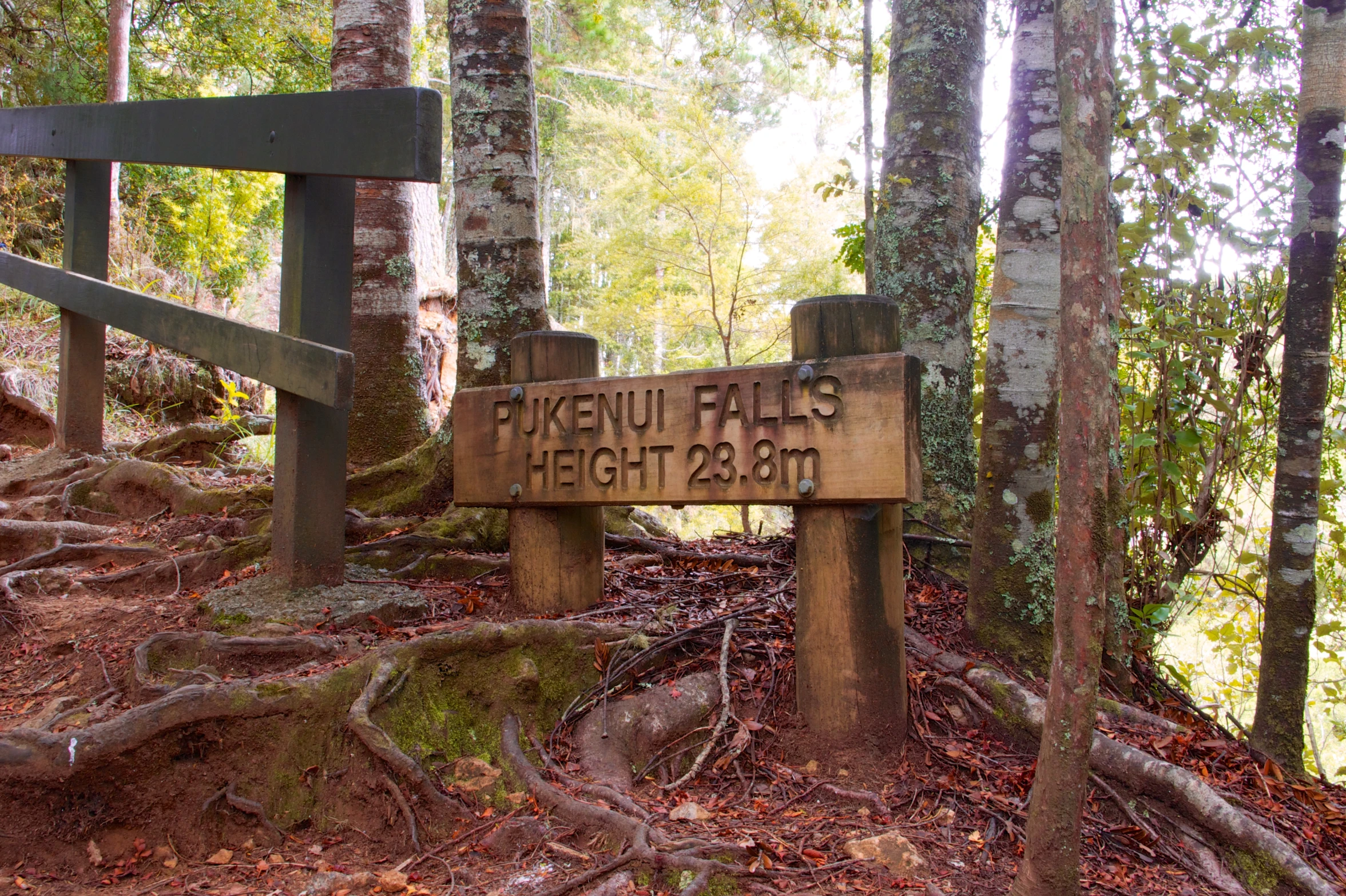 the forest has many tall trees, like this trail marker