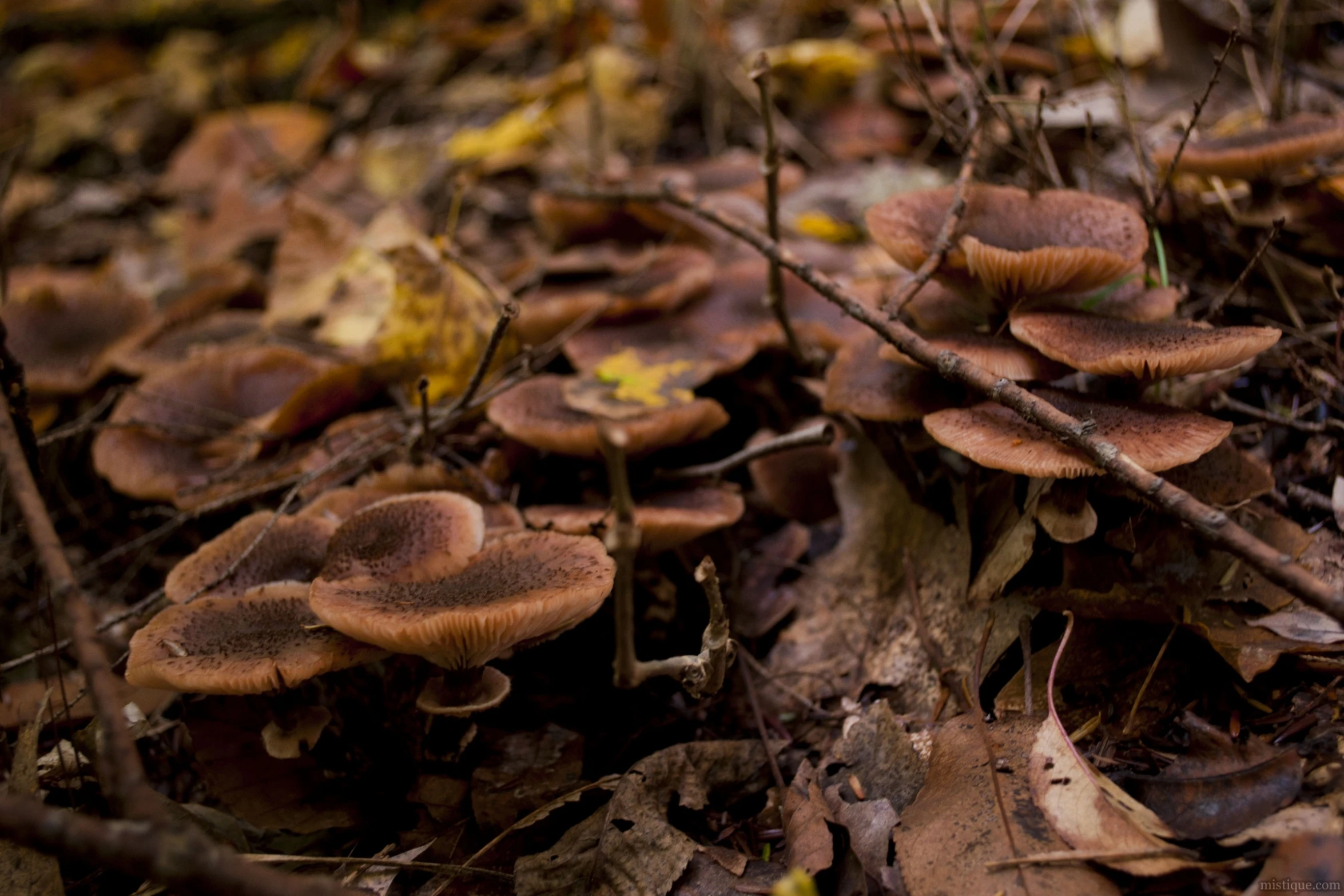 a bunch of mushrooms that are sitting on the ground