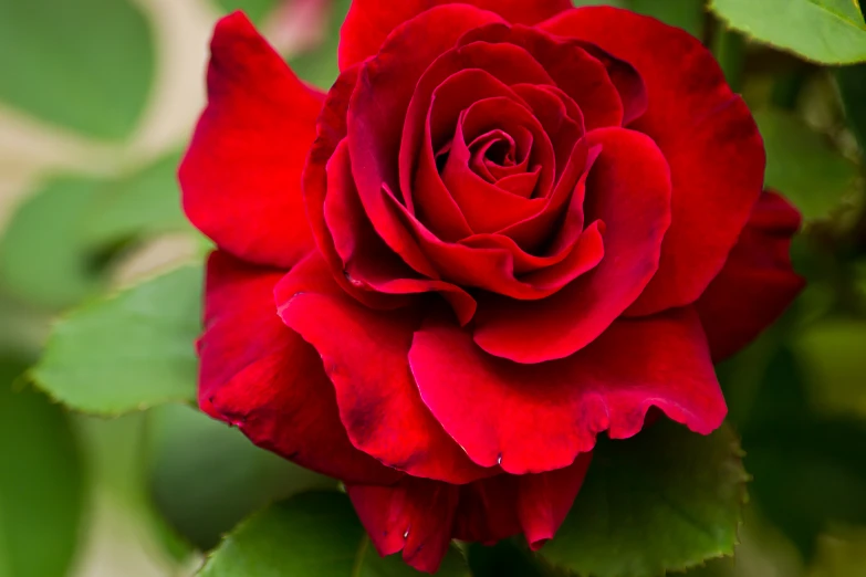 a large flower with many green leaves around it