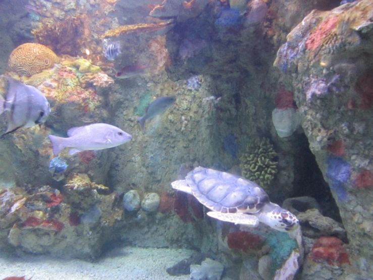 many different types of coral and fish in an aquarium