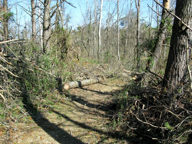 a path in a forrest surrounded by trees