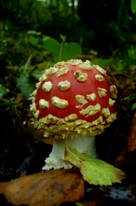 red mushroom with yellow seeds on the top