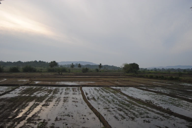 a farm field with lots of water and trees