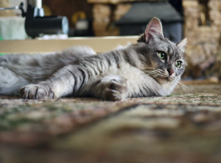 grey cat lying on carpet on the floor