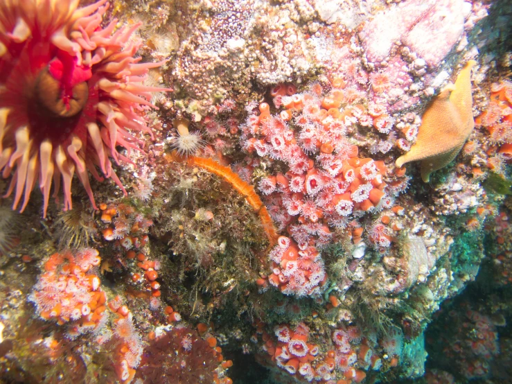 an orange and pink octo swims in the water