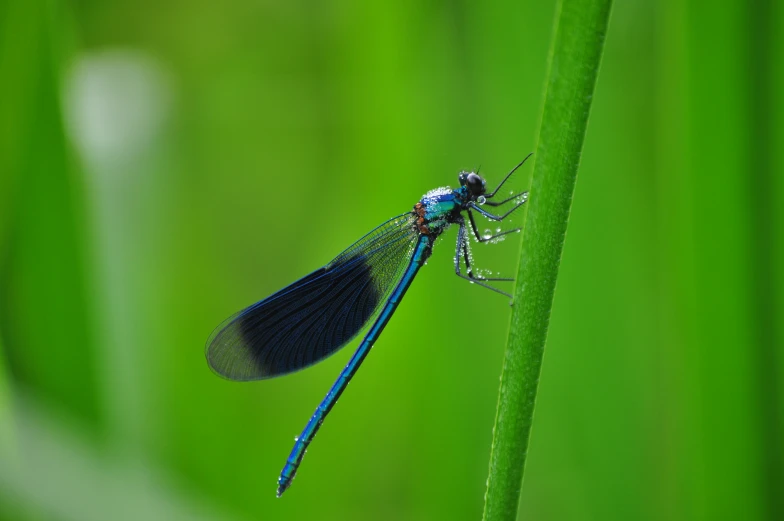 there is a blue and black dragonfly on top of a leaf