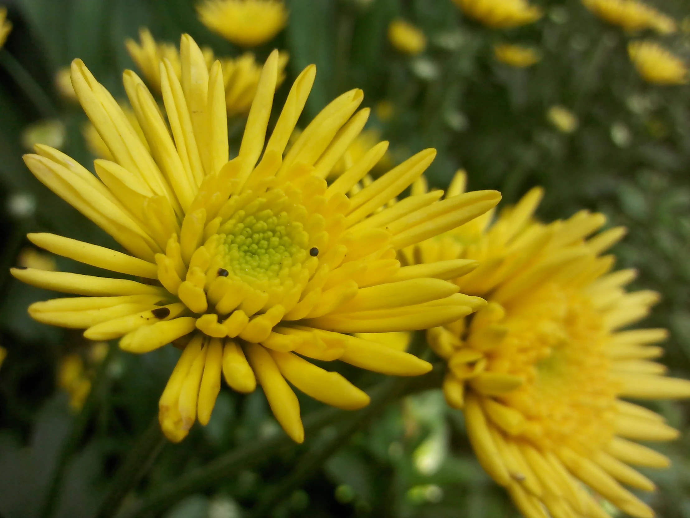 a close up po of a yellow flower