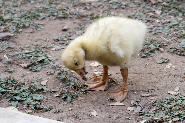 an adorable little duck standing on top of a dirt field