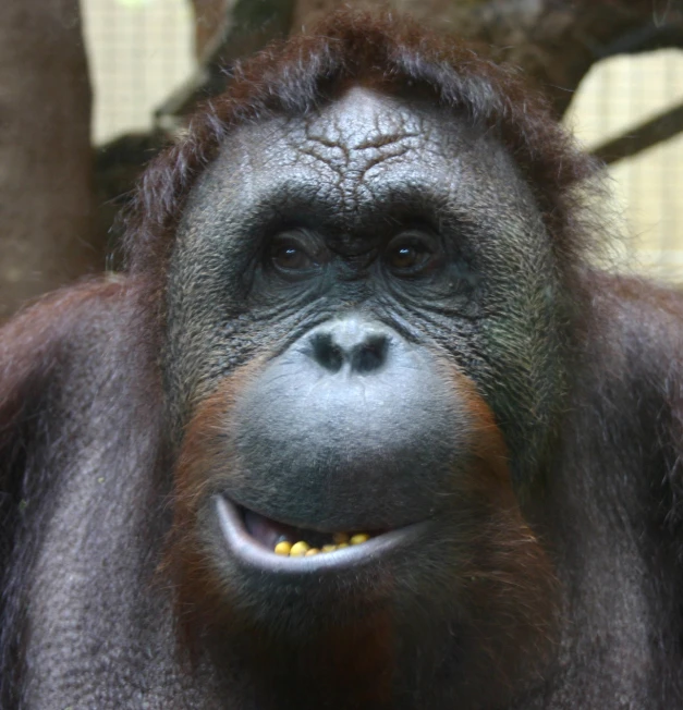 an ape like animal with dark hair and a smile