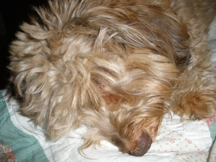 a brown dog laying on a bed covered in white blankets