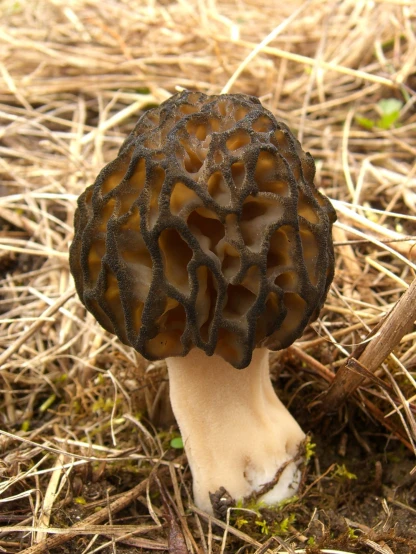 small brown mushroom with black splots on it's shell