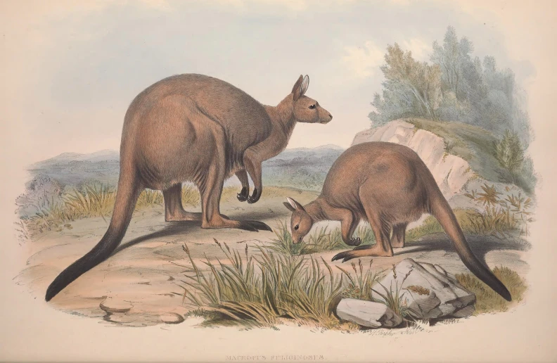 this is an image of two kangaroos in the wild