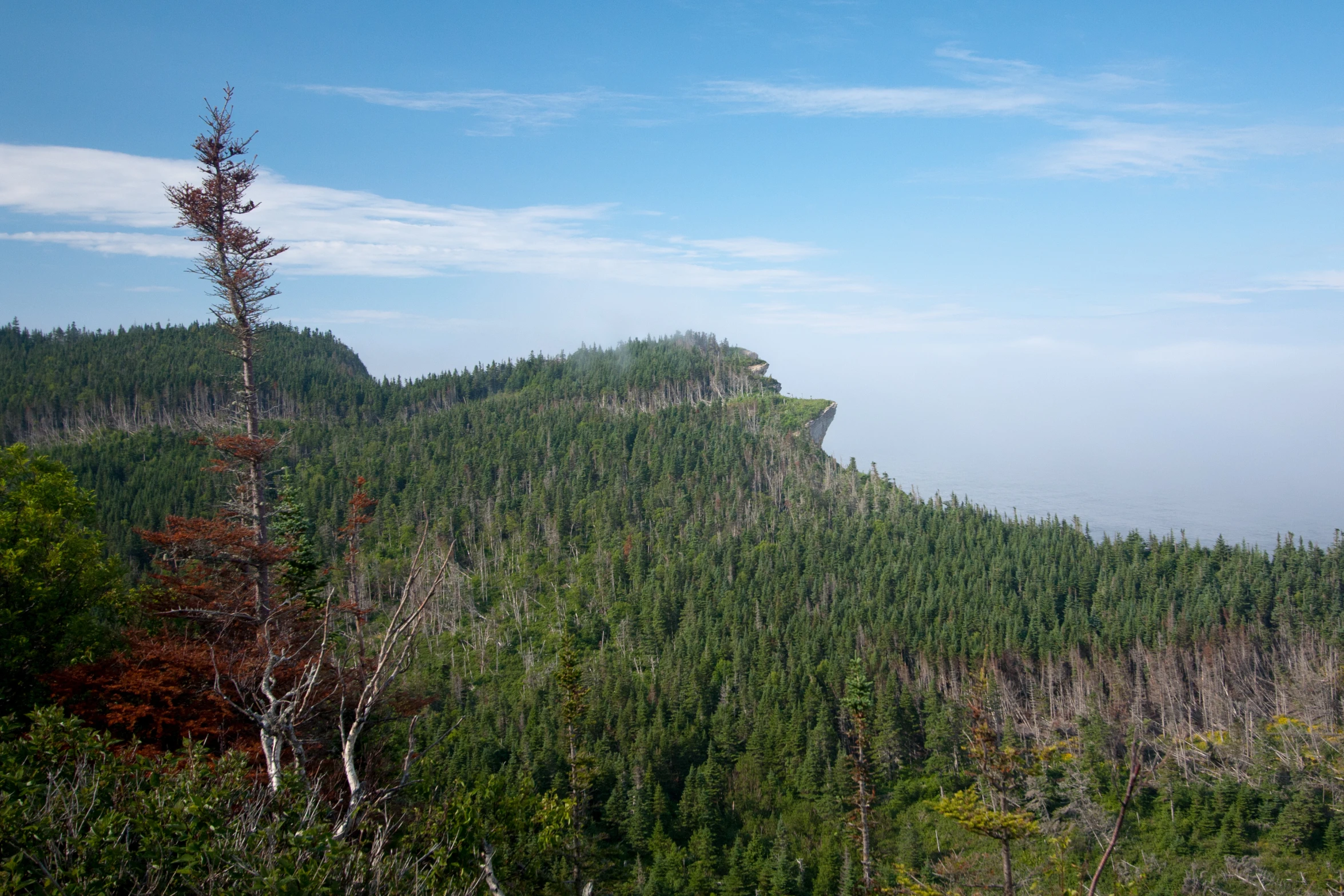 a lush green hillside covered in forest under a blue sky