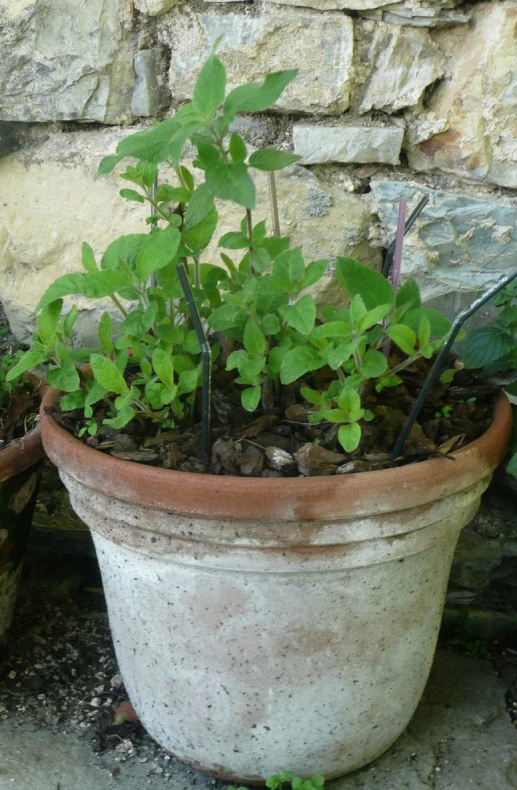 some type of plant in a flower pot