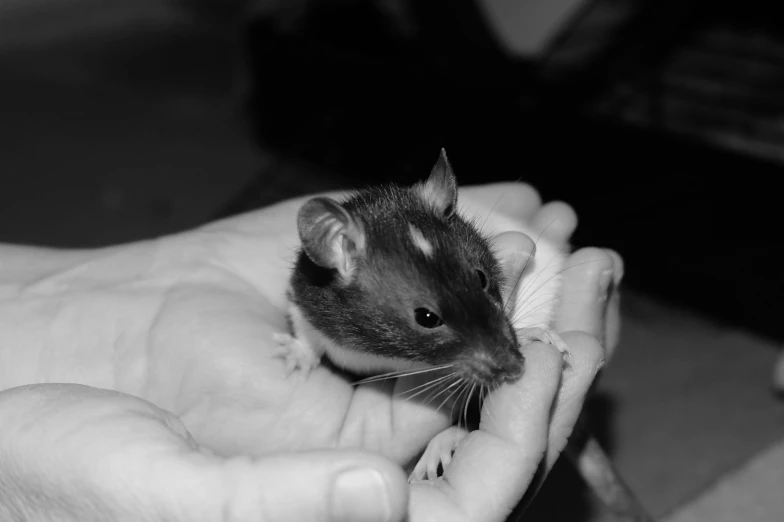 a person holding a rat in their hand