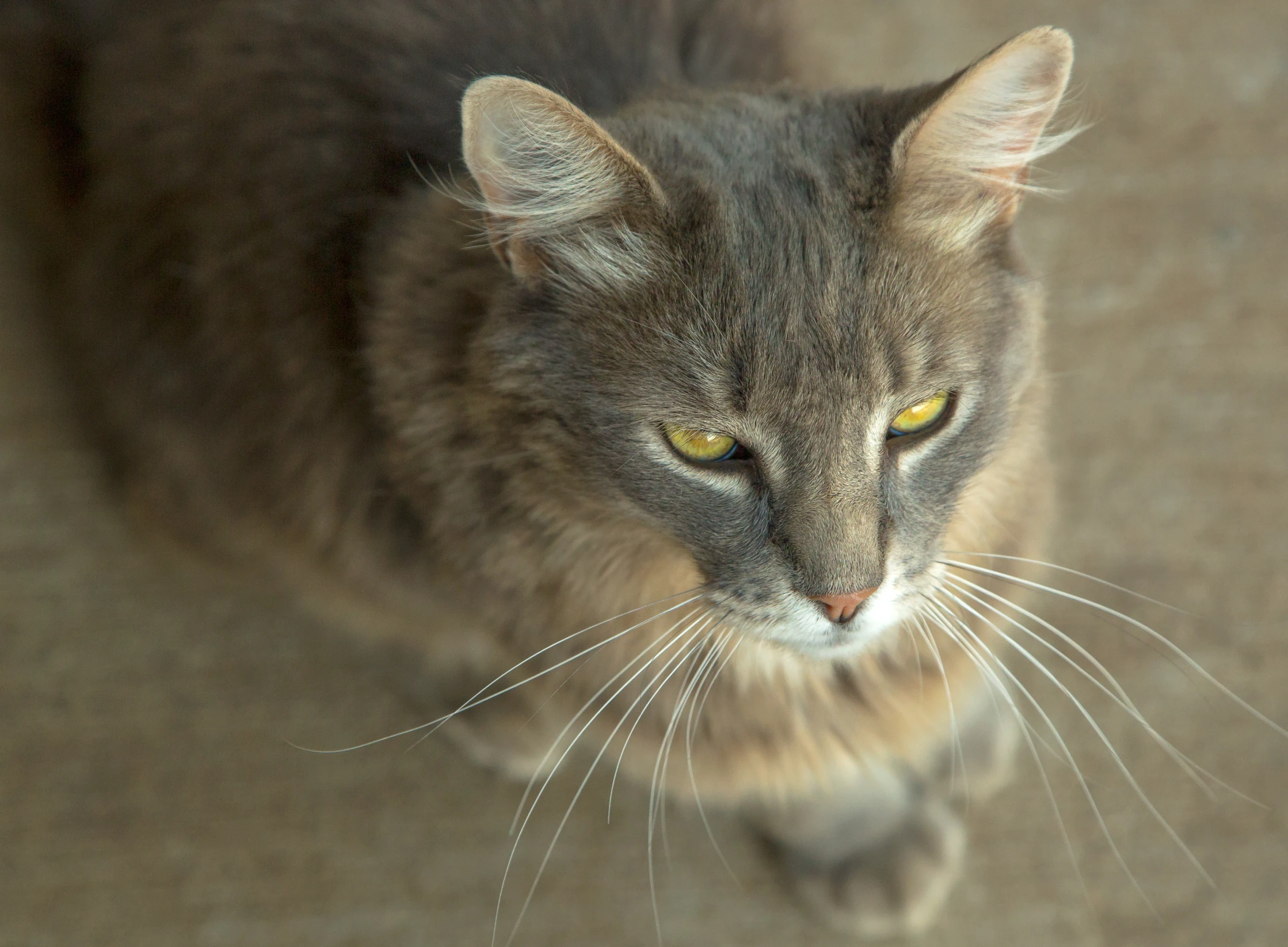 this is an image of a cat looking straight up