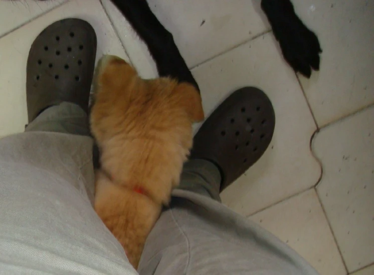 a cat hides its paw from behind his owners legs