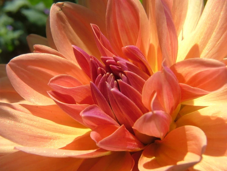 close up s of a large orange and yellow flower