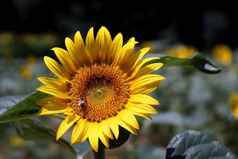 an all yellow sunflower with a green leaf