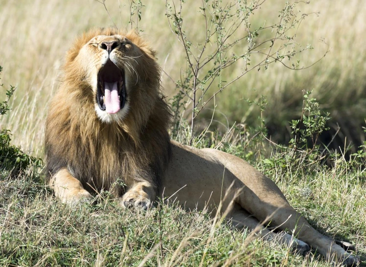 an angry lion laying on the ground with his mouth open