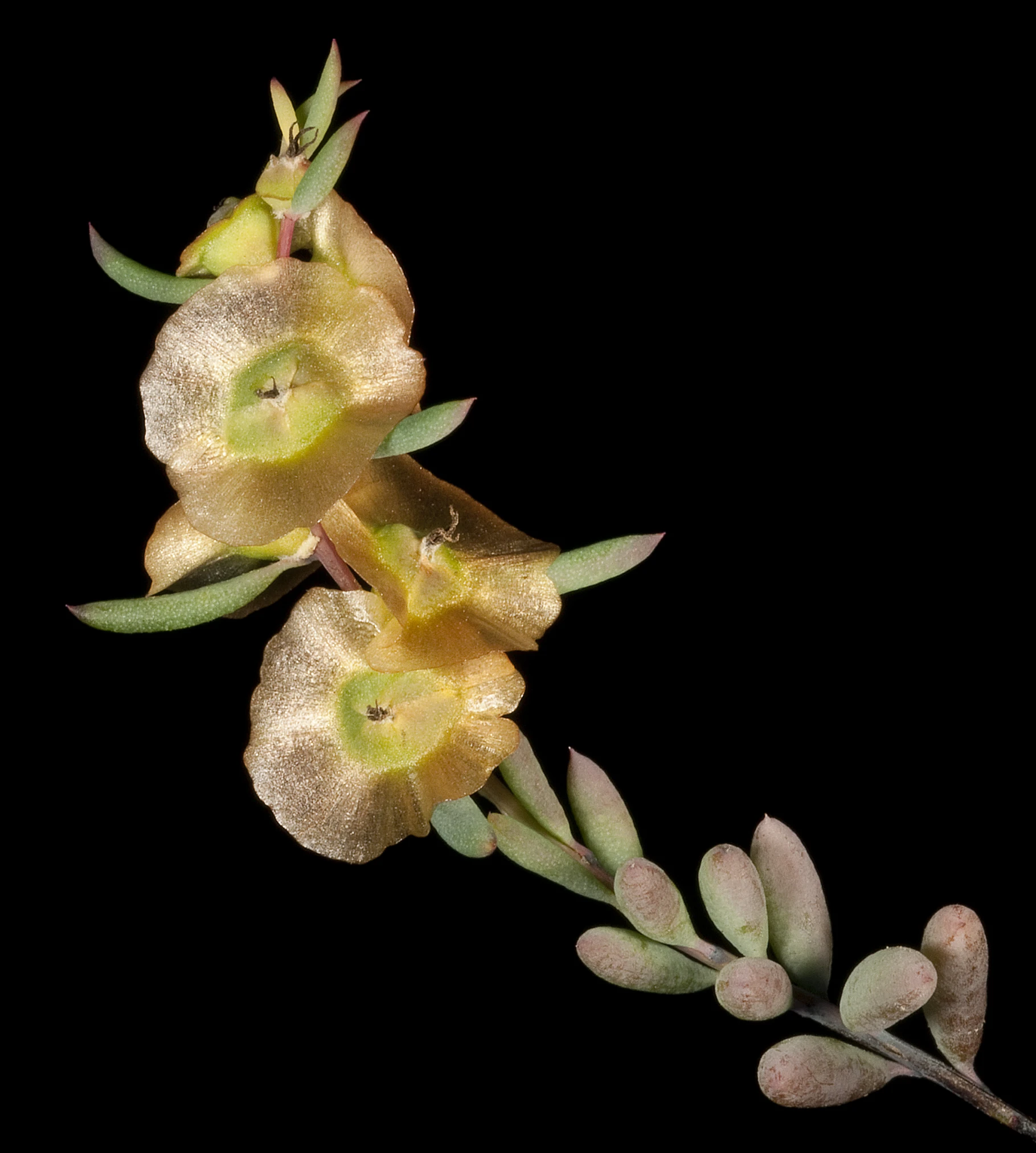 a nch with yellow flowers and leaves is in a square format