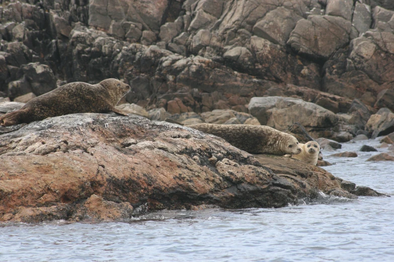 two sea lions are lying on a rock in the water