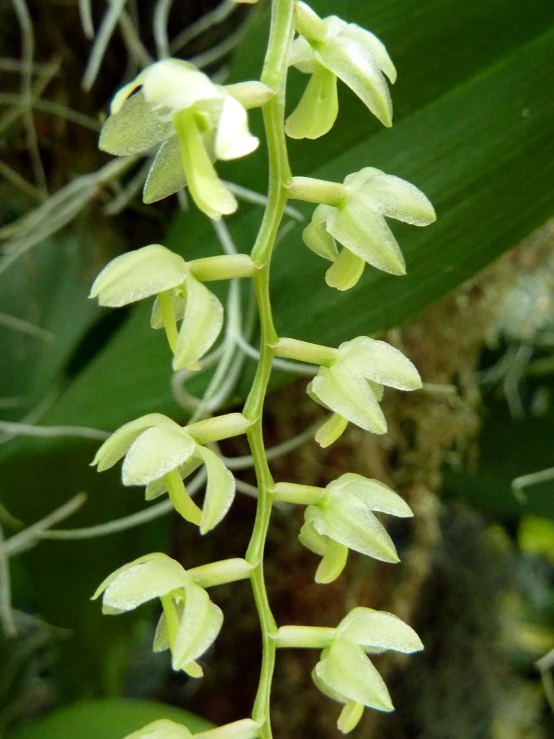 a small yellow flower with large leaves in the background