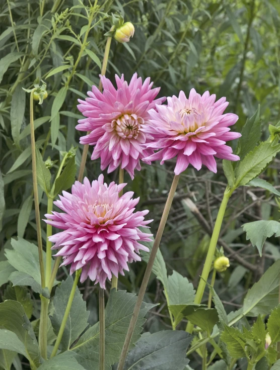 a couple of very pretty pink flowers by some bushes