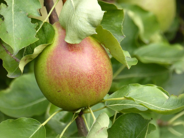 an apple on a tree with green leaves