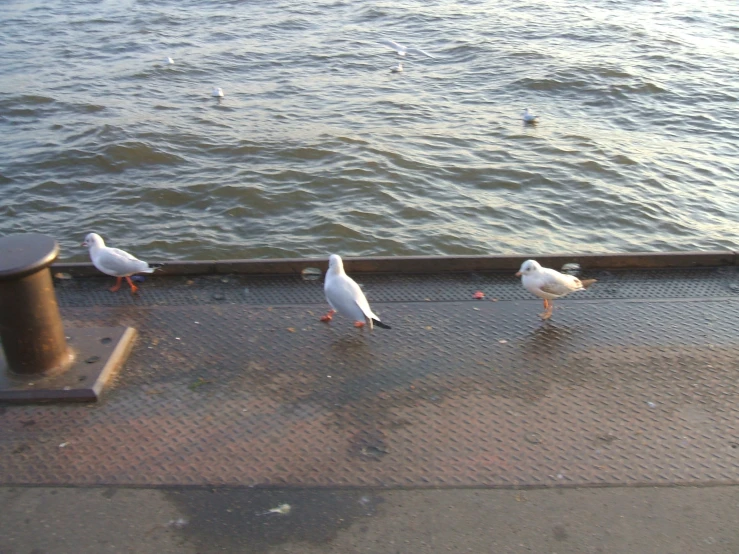 three seagulls on a dock, one eating soing on the water