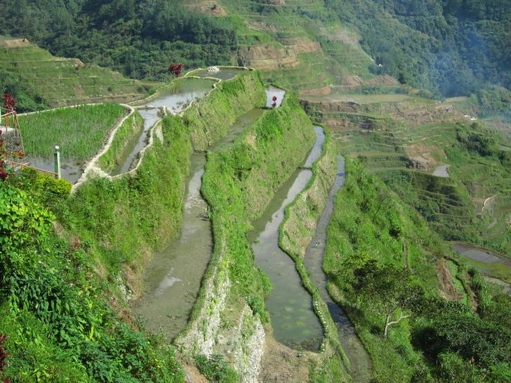 a hill covered in vegetation and lush green trees