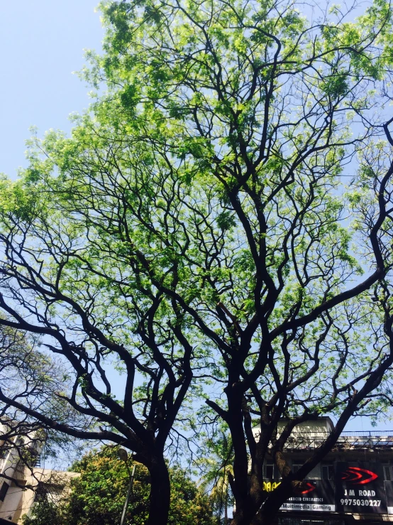 a large leafless tree is in the foreground with the building across the street