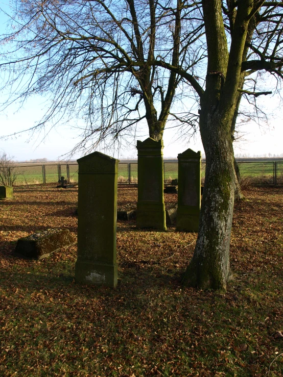 trees and headstones in a field in autumn