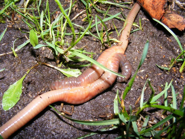 the giant mill worm can grow it's legs to eat them