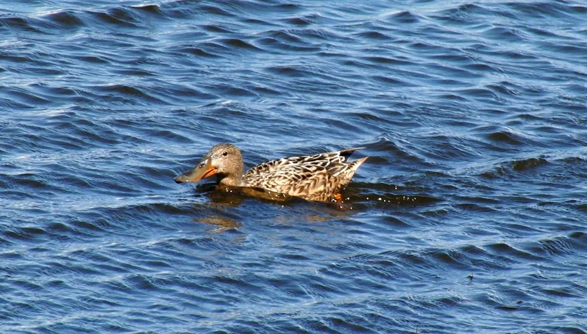 a bird is swimming across the water at the shore