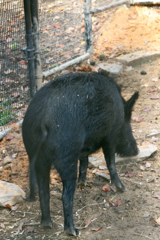 a pig in a zoo standing on rocks